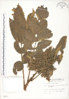 羅氏鹽膚木藏品圖，第1張