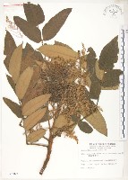 羅氏鹽膚木藏品圖，第1張