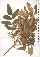 羅氏鹽膚木藏品圖，第1張