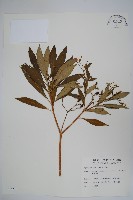 蘿芙木藏品圖，第1張