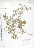 臺灣黃菫藏品圖，第1張