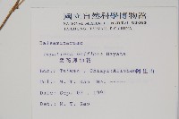 紫花鳳仙花藏品圖，第2張