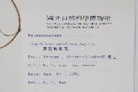 紫花鳳仙花藏品圖，第2張