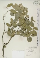 魯花樹藏品圖，第1張