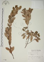 南嶺蕘花藏品圖，第1張