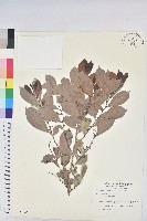 細葉饅頭果藏品圖，第1張