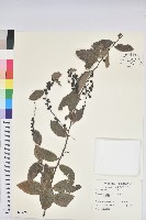 土密樹藏品圖，第1張