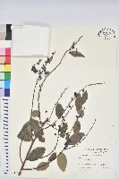 土密樹藏品圖，第1張