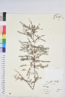 小返魂藏品圖，第1張