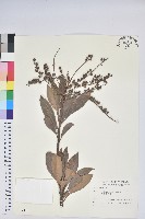 臺灣馬醉木藏品圖，第1張