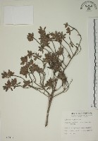 水芫花藏品圖，第1張