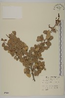 北仲, 刺裸實藏品圖，第1張