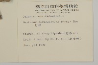 北仲, 刺裸實藏品圖，第2張