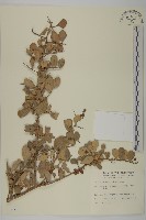 北仲, 刺裸實藏品圖，第1張