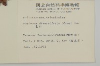 北仲, 刺裸實藏品圖，第2張