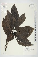 桃葉珊瑚藏品圖，第1張