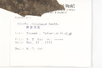 桃葉珊瑚藏品圖，第2張