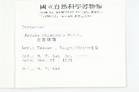 桃葉珊瑚藏品圖，第2張