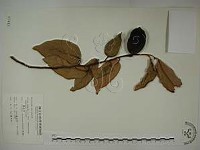 愛玉子藏品圖，第1張