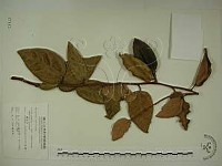 愛玉子藏品圖，第1張