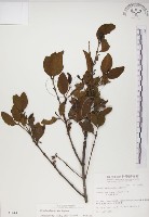 椆樹桑寄生, 大葉榿寄生藏品圖，第1張