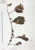 杜鵑桑寄生藏品圖，第1張