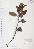 杜鵑桑寄生藏品圖，第1張