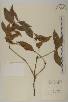 草珊瑚、紅果金粟蘭藏品圖，第1張