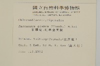 草珊瑚、紅果金粟蘭藏品圖，第2張