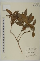 草珊瑚、紅果金粟蘭藏品圖，第1張