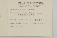 草珊瑚、紅果金粟蘭藏品圖，第2張