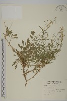 蠅子草藏品圖，第1張