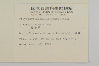 蠅子草藏品圖，第2張