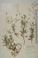 蠅子草藏品圖，第1張