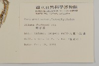 蠅子草藏品圖，第2張