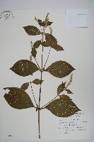 紫莖牛膝、台灣牛膝藏品圖，第1張