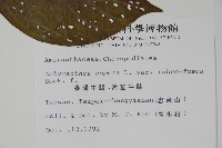 紫莖牛膝、台灣牛膝藏品圖，第2張