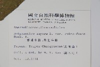 紫莖牛膝、台灣牛膝藏品圖，第2張