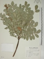 毛苦參藏品圖，第1張