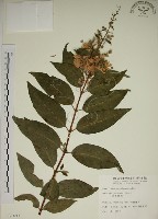 大葉溲疏藏品圖，第1張
