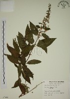 大葉溲疏藏品圖，第1張