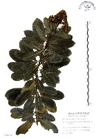 七里香、台灣海桐藏品圖，第1張