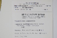 小刺山柑藏品圖，第2張