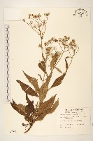 臺灣劉寄奴藏品圖，第1張