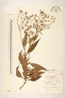 黃菀藏品圖，第1張