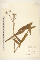 苦苣菜藏品圖，第1張