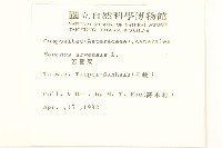 苦苣菜藏品圖，第2張