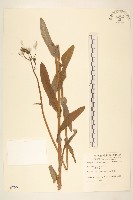 苦苣菜藏品圖，第1張