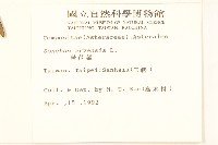 苦苣菜藏品圖，第2張