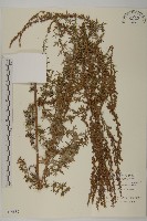 小艾、矮蒿藏品圖，第1張